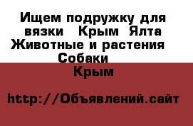 Ищем подружку для вязки - Крым, Ялта Животные и растения » Собаки   . Крым